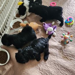 Shih Tzu Puppies from Duggers Shih Tzu