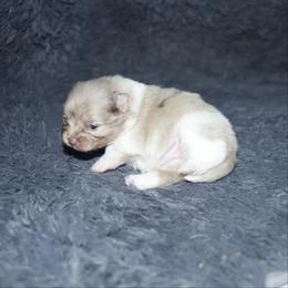 Blossom - Chocolate merle female Pomeranian puppy in Saint Ignatius, Montana from Pomeranians Montana
