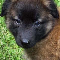 Belgian Tervuren Puppies from Kismet Belgian Tervuren's  owner Angela Ernst