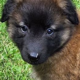 Belgian Tervuren Puppies from Kismet Belgian Tervuren's  owner Angela Ernst