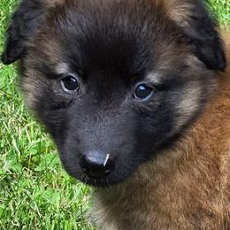 Belgian Tervuren Puppies from Kismet Belgian Tervuren's  owner Angela Ernst