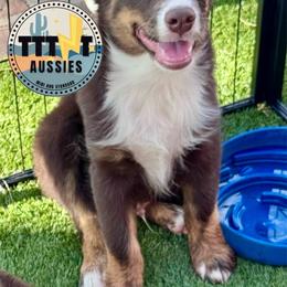 Braum - Red tri-color male Australian Shepherd puppy in Tucson, Arizona from TTTNT Aussies