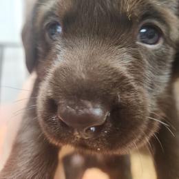 7th Available - Chocolate male Labrador Retriever puppy in Eugene, Oregon from Humphrey Retrievers