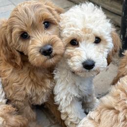 Guy Diamond - Red  male Goldendoodle puppy in Lehi, Utah from Thompson Family Puppies