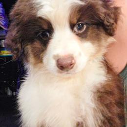 Rory - Red tri-color male Miniature American Shepherd puppy in Shreveport   Bossier, Louisiana from Jem Miniature American Shepherds