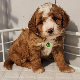 Mini Green boy - Red  male Goldendoodle puppy in Los Molinos Ca, California from Sunshine Sanctuary Doodles