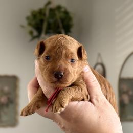 Alvin - Red  male Poodle puppy in Munster, Indiana from Miranda’s Sunshine Poodles and Doodles
