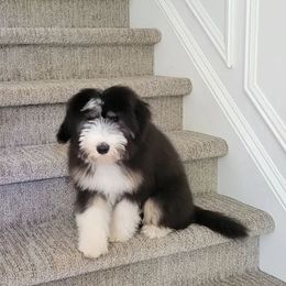 Bearded Collies from Melrose Bearded Collies