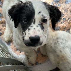 Charlie - Blue belton English Setter puppy in New Windsor, Maryland from Ambush Kennel