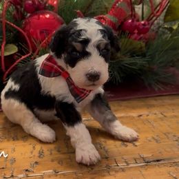 Blitzen - Tri-color male Bernedoodle puppy in Cartersville, Georgia from Simply Blessed Doodles