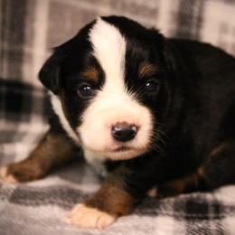 Flicka - Black tri female Miniature Australian Shepherd puppy in Menomonee Falls, Wisconsin from Hunt N Oaks
