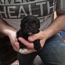Midnight - Black & white male Maltipoo puppy in Everett, Washington from Meadows Ranch