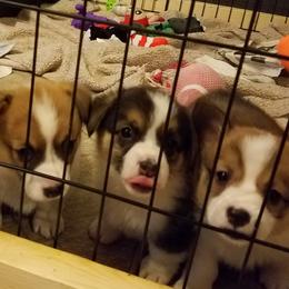 Pembroke Welsh Corgi Puppies from Ranch Hand Corgis