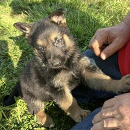 German Shepherd Puppies from Austin’s German Shepherd’s