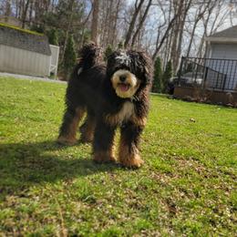 Raven - Bernedoodle