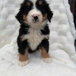 Akela - Black rust and white male Bernese Mountain Dog puppy in Carroll County, Virginia from Blue Ridge Bernese