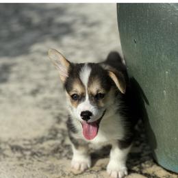 Pembroke Welsh Corgi Puppies from Double C Corgi's