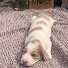 Ivy - Cream female Dachshund puppy in Mayville, Michigan from Teenie Little Hearts