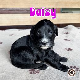 Daisy - female Golden Mountain Doodle puppy in Banner Elk, North Carolina from Walnut Tree Bernedoodles
