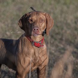 Vizslas from Waymaker Vizslas