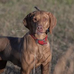Vizslas from Waymaker Vizslas