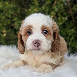 Koda - Buff and white male Cockapoo puppy in Salt Lake City, Utah from Utah Cocker Spaniels