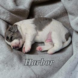 Harbor - Blue merle male Aussiedoodle puppy in Lebanon, Oregon from Abbott Family Farm