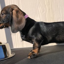 Dachshund Puppies from Sudox Dachshunds