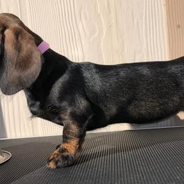 Dachshund Puppies from Sudox Dachshunds