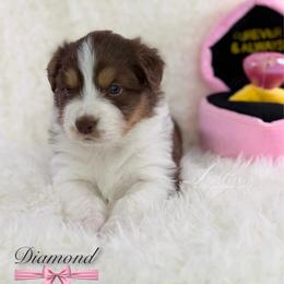 Diamond - Red tri-color female Australian Shepherd puppy in Jonesborough, Tennessee from Lotus Australian Shepherds