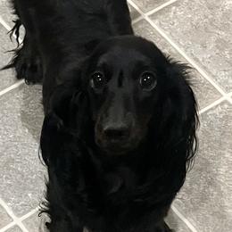 Evie - Dachshund