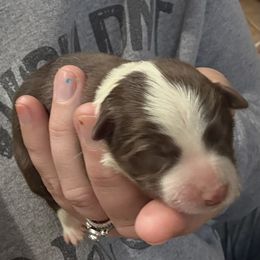 Sierra - White and red female Border Collie puppy in North Lakeport, California from Wild Rose Ranch