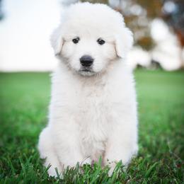 Border Collie, Bordoodle, and Maremma Sheepdog Puppies from 2J 2K Border Collies