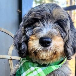 Bernedoodles and Goldendoodles from Ten Acre Wood Doodles