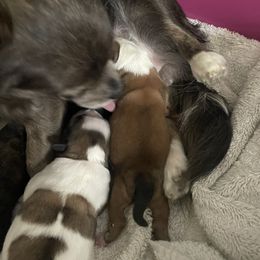 Chihuahua puppies from Kiara's AKC Chihuahuas of Michigan