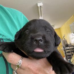 Jack Russell Terrier and Labrador Retriever Puppies from Canine Assist