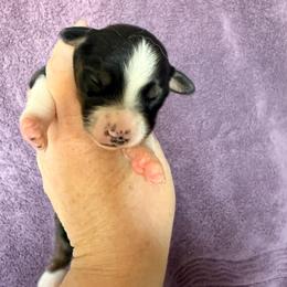 Black tri female 2 - Black tri female Miniature American Shepherd puppy in Connecticut from Novus Kennels