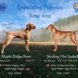Vizsla puppies from Sizzling Hot Vizsla's