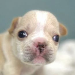 French Bulldogs from Jessica's French Bulldogs