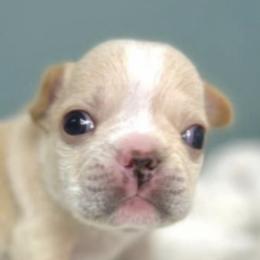 French Bulldogs from Jessica's French Bulldogs