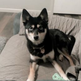 Rocky - Pomsky