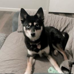 Rocky - Pomsky