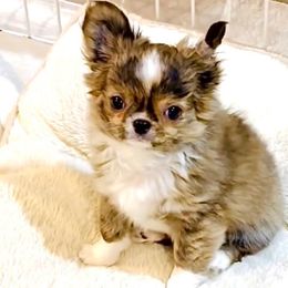 Boy, One And Only( small ) - Chihuahua puppy from Eva's Chihuahua