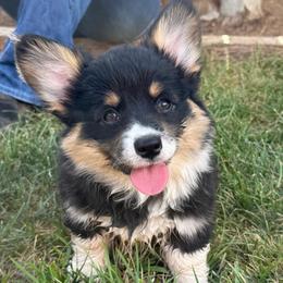 Glory - Black and tan female Pembroke Welsh Corgi puppy in Hotchkiss, Colorado from Grand Mesa Corgis
