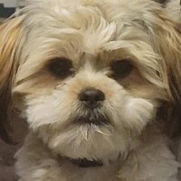 Companion Crosses and Shih Tzus from Hill’s Puppies