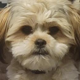 Companion Crosses and Shih Tzus from Hill’s Puppies