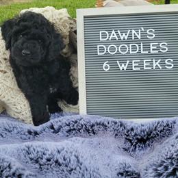 Black - Black male Goldendoodle puppy in Mc Cutchenville, Ohio from Dawn's Doodles