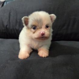 Madison - Blue parti female Pomeranian puppy in New Lenox, Illinois from Illinois Poms