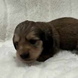 Milo - Cream male Dachshund puppy in Charleston, Illinois from Gooddach’s Dachshunds