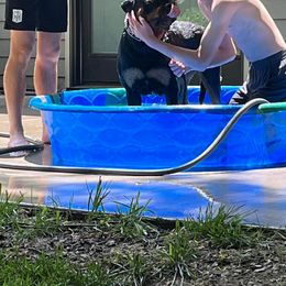 Rottweiler Puppies from Bronx Von Bridges Rottweilers